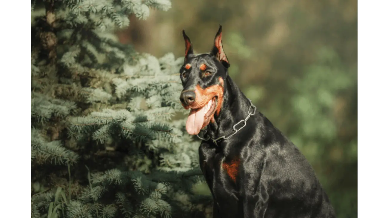 Dobermann 0