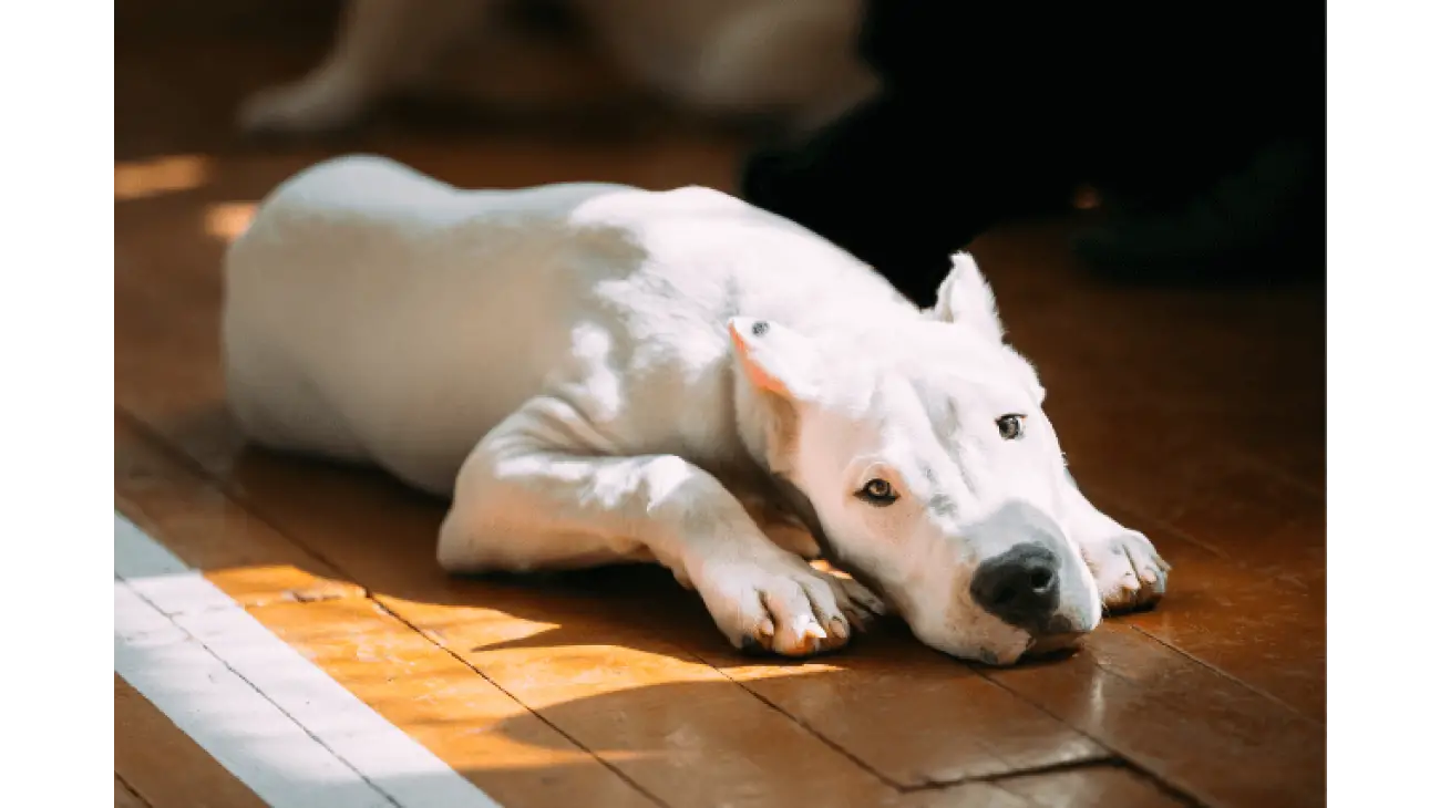 Dogo Argentino 2