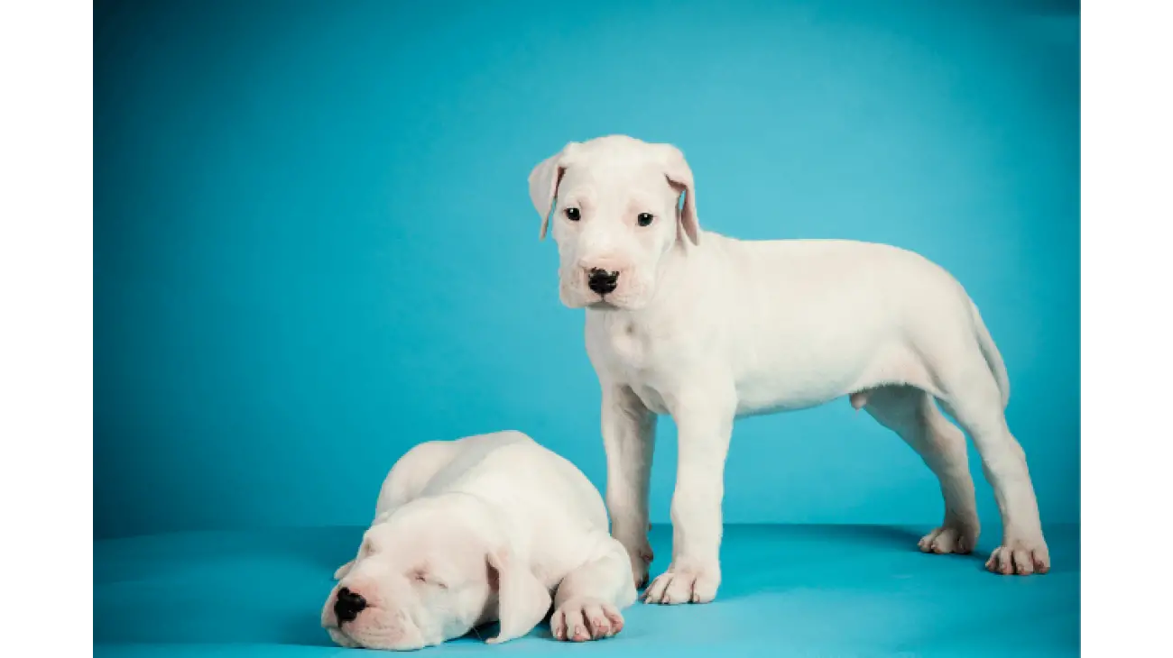 Dogo Argentino 4