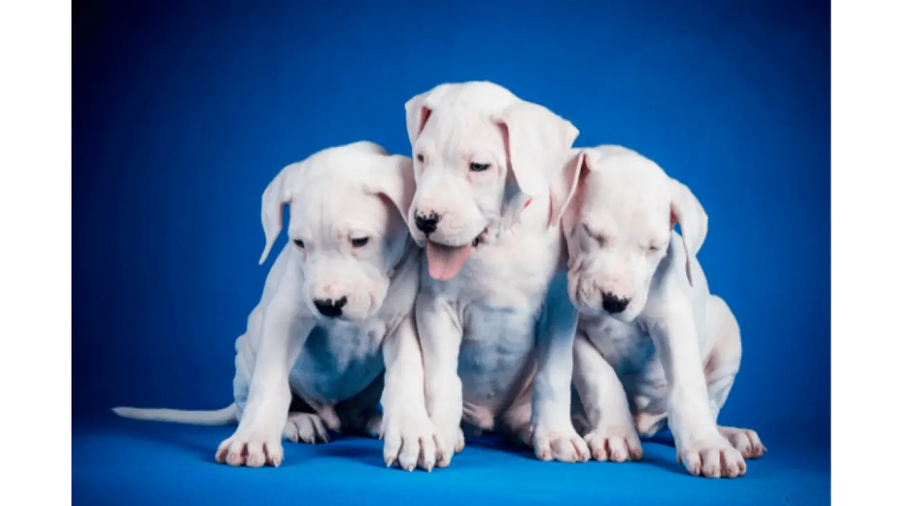 Dogo Argentino 3