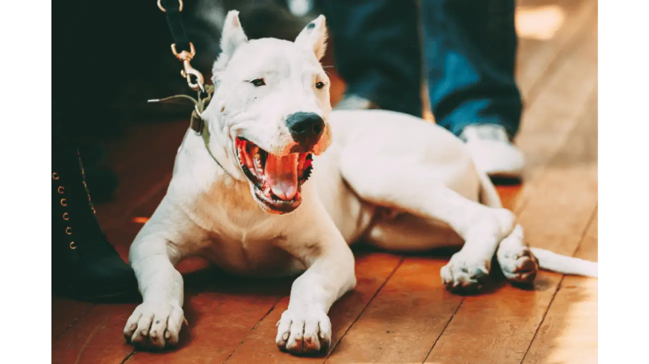 Dogo Argentino 0