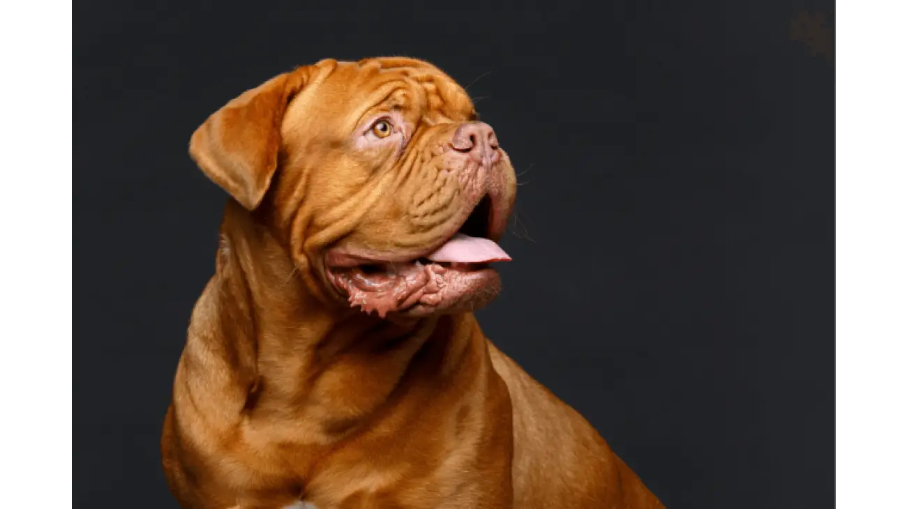 Dogue de Bordeaux 1