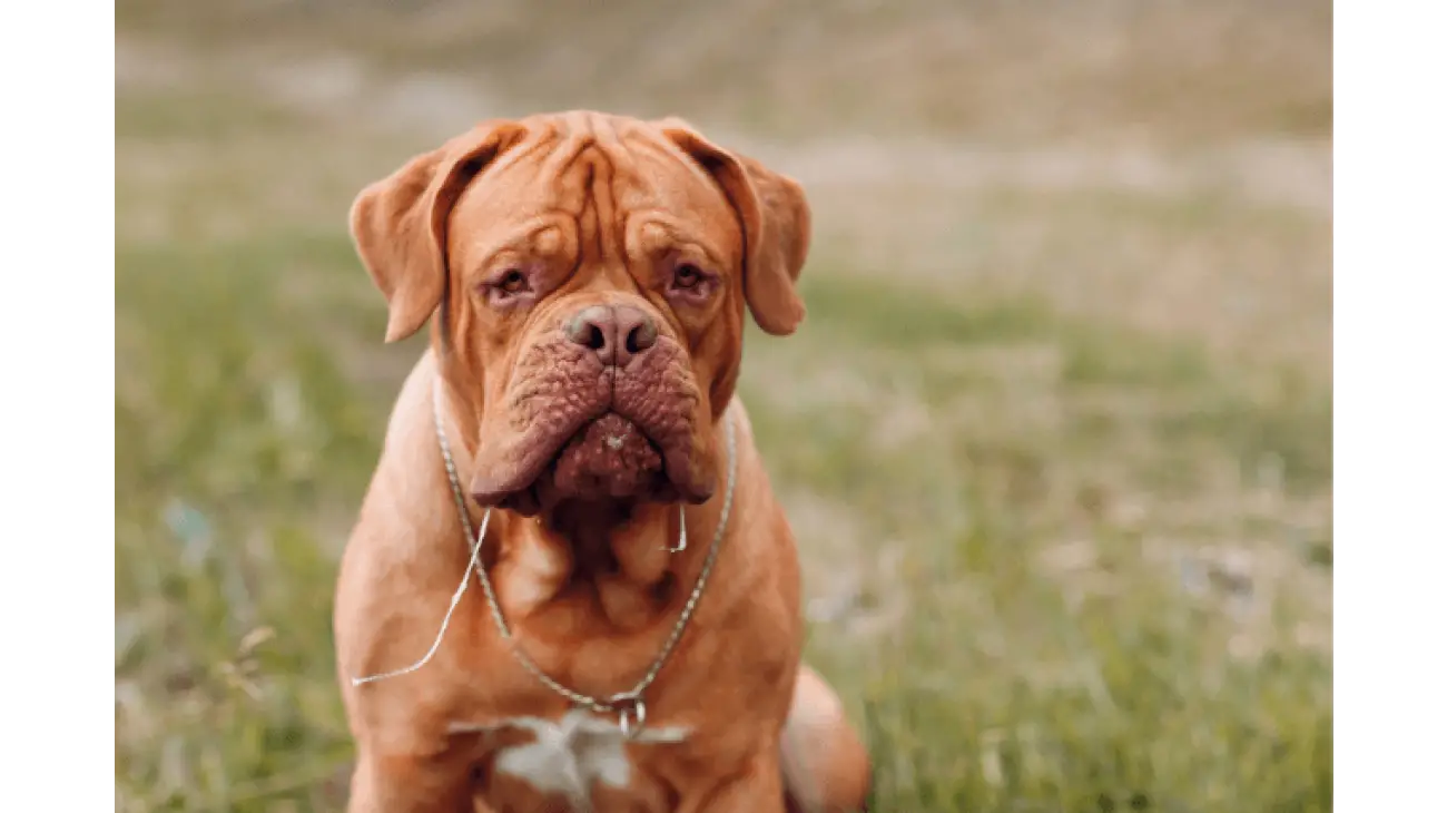 Dogue de Bordeaux 2