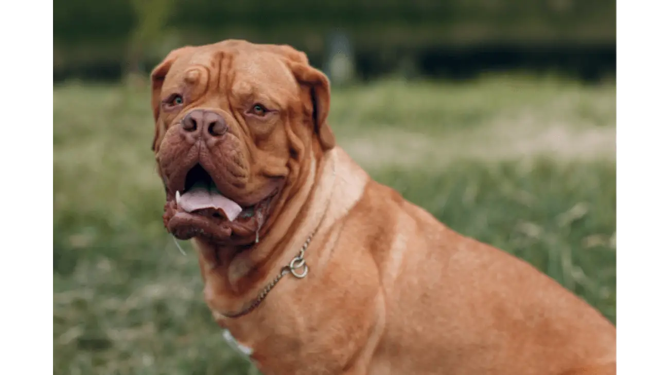 Dogue de Bordeaux 3