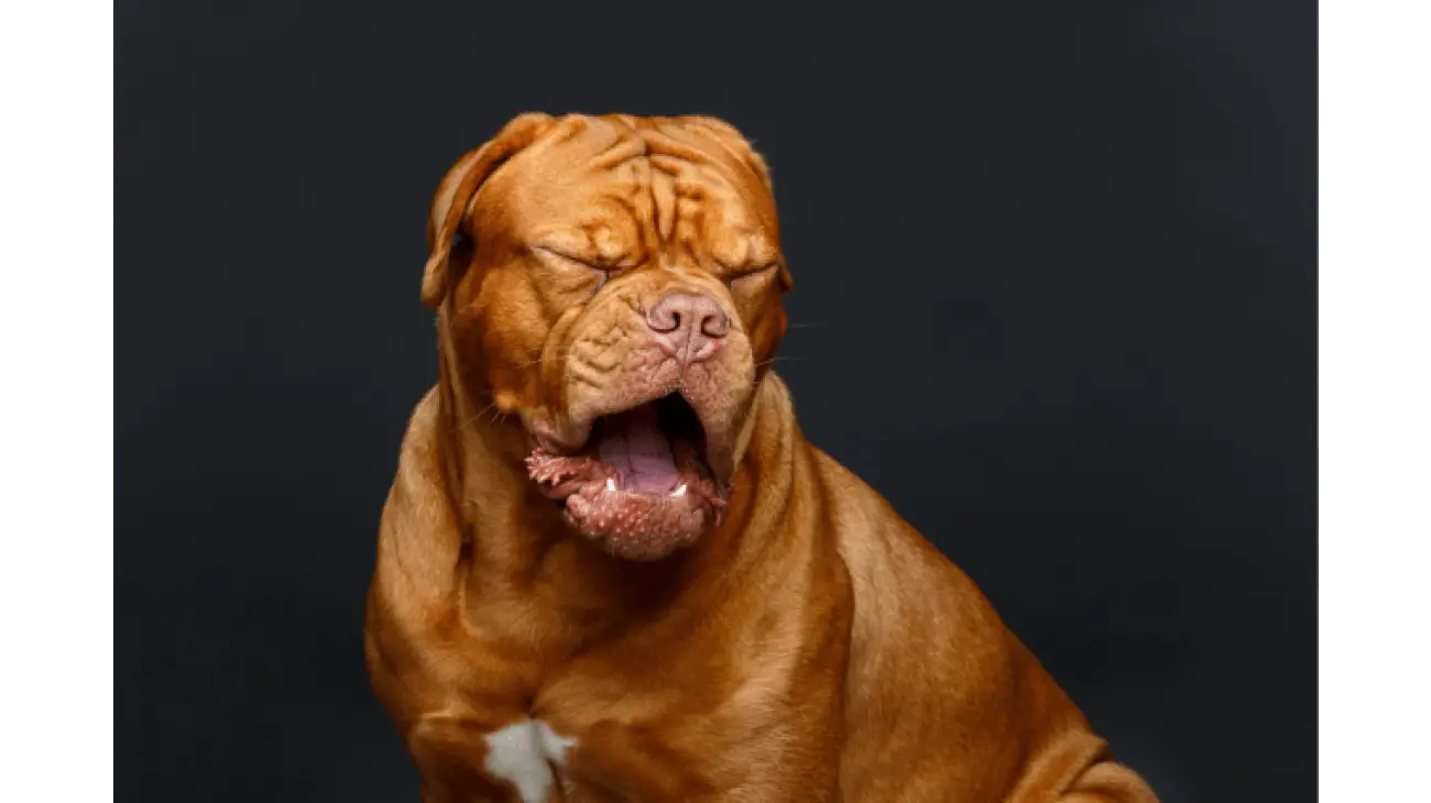 Dogue de Bordeaux 4