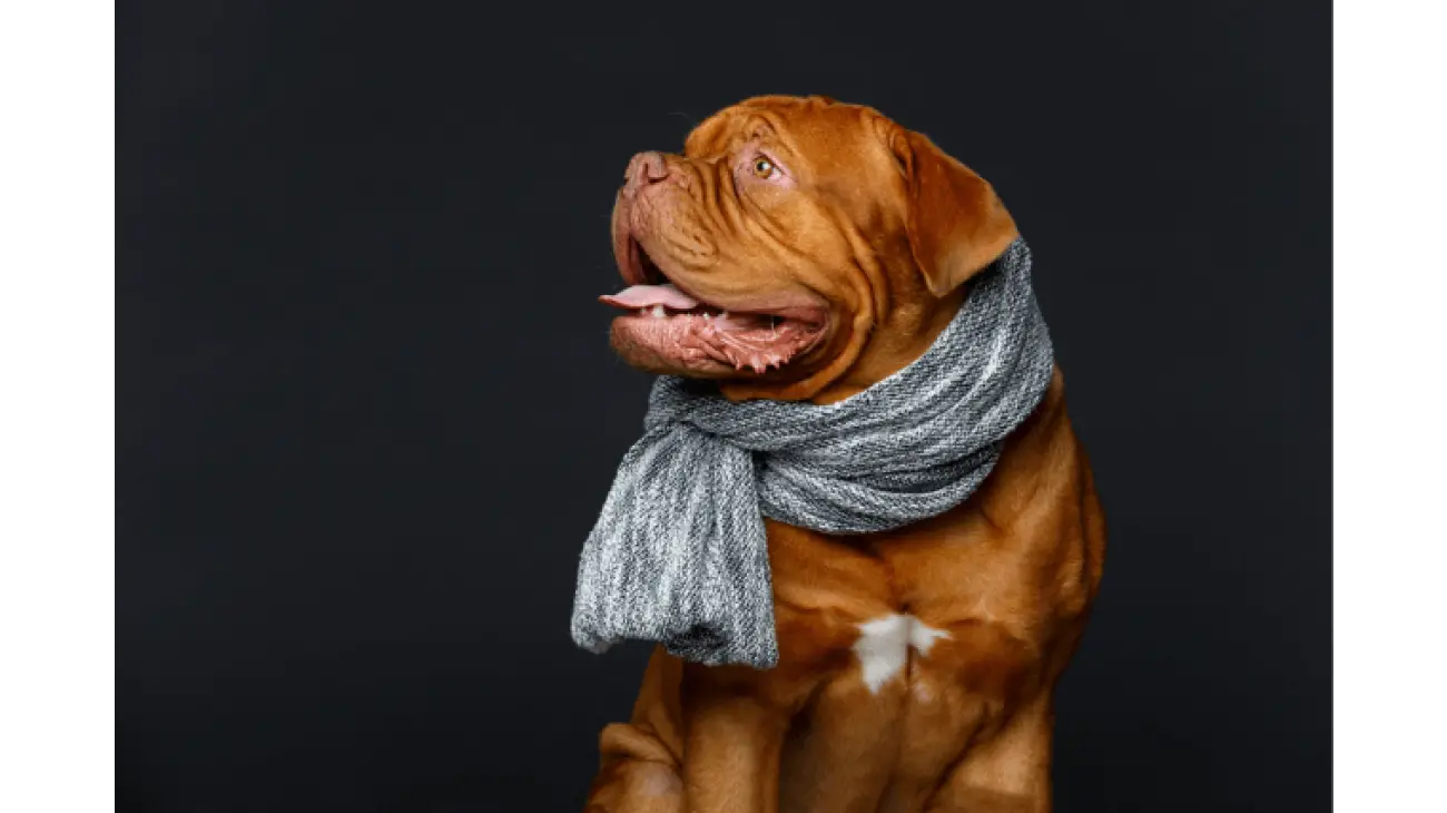 Dogue de Bordeaux 0