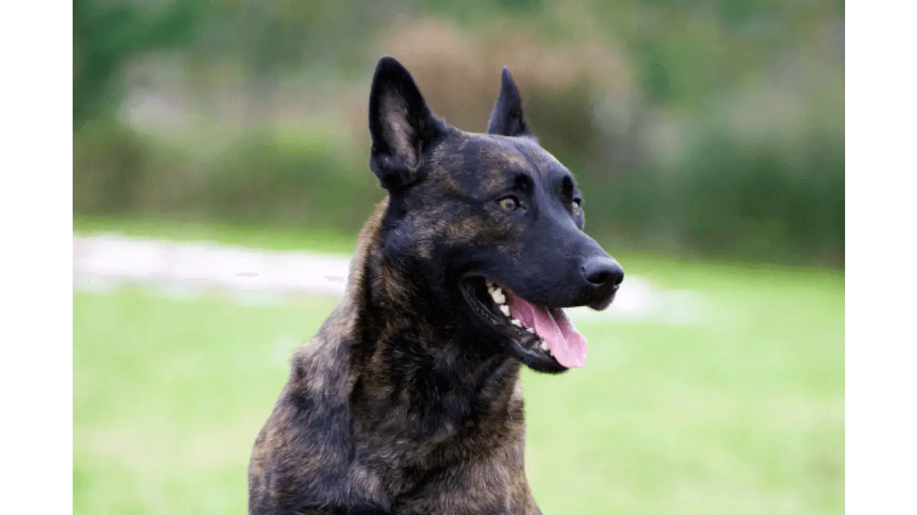 Dutch Shepherd 0