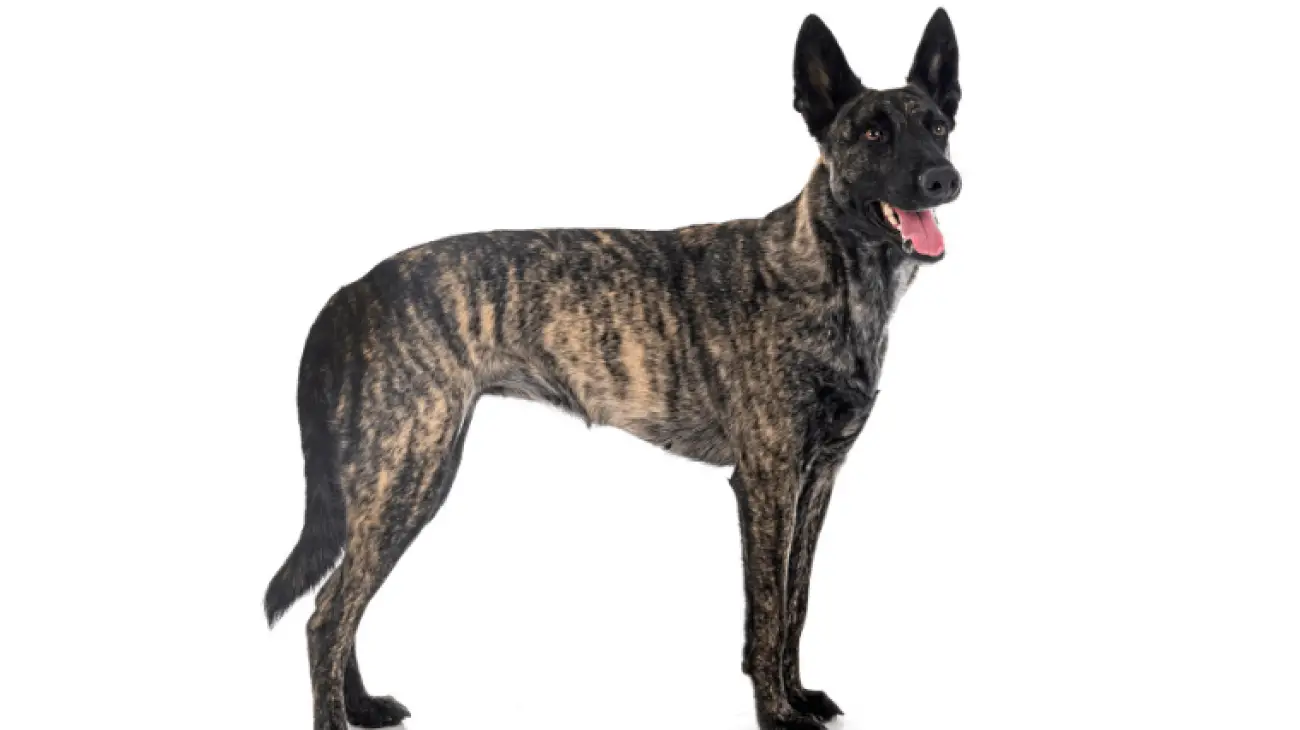 Dutch Shepherd 3