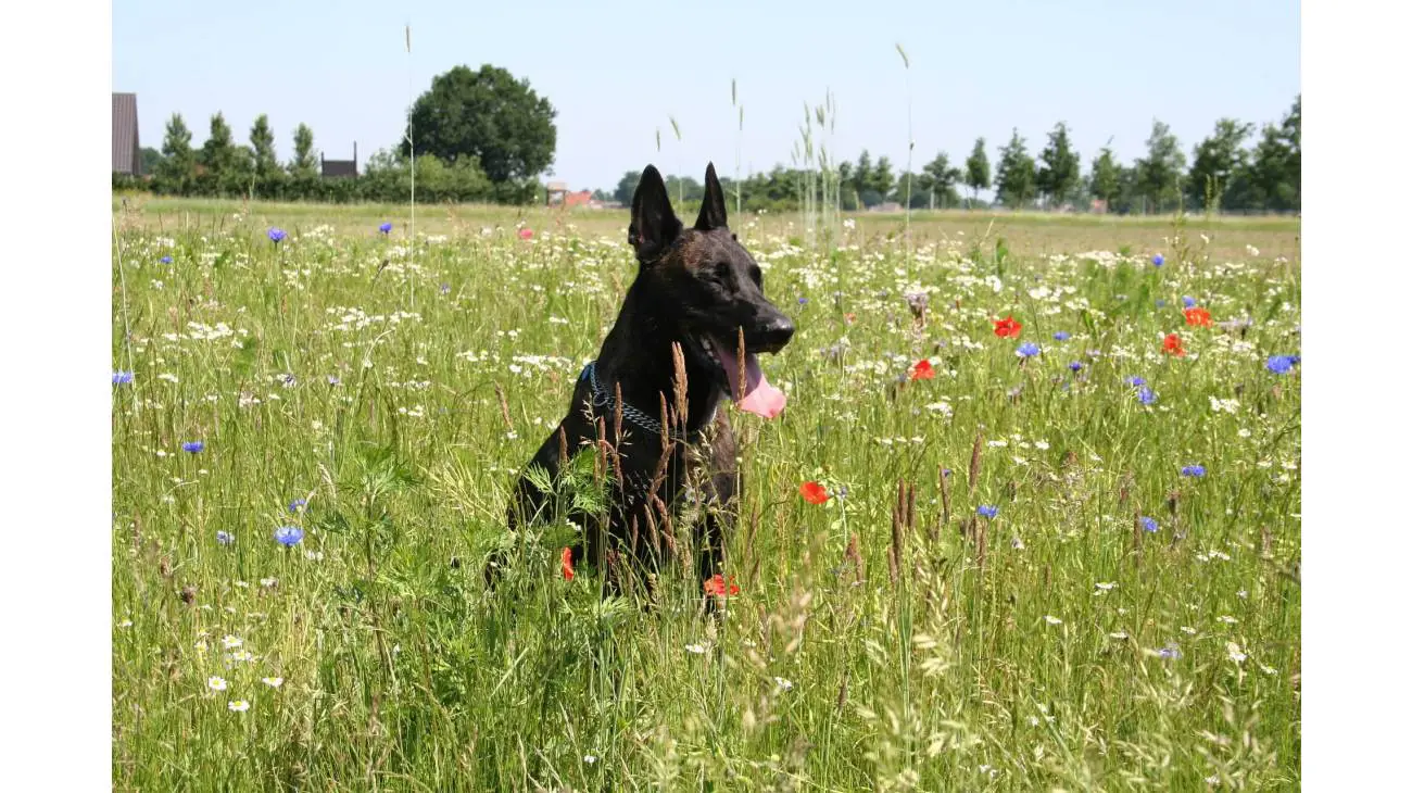 Dutch Shepherd 2