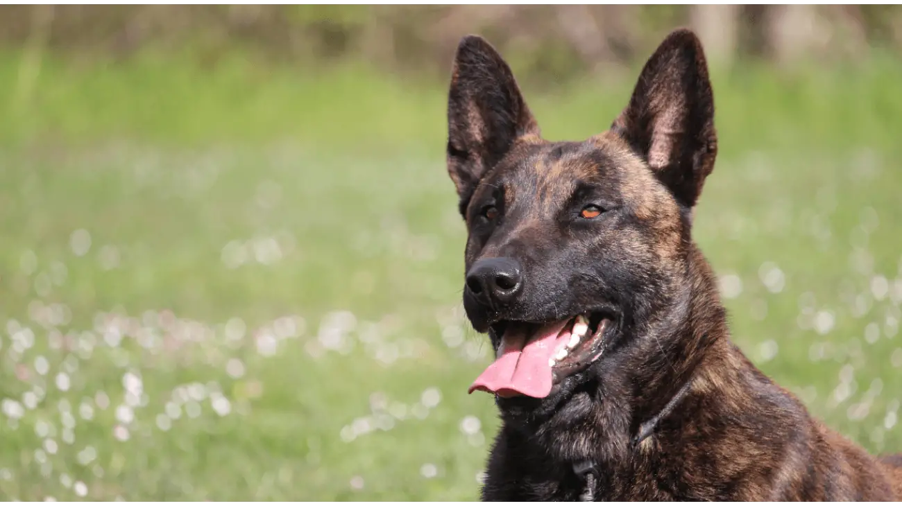 Dutch Shepherd