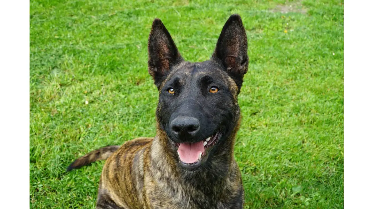 Dutch Shepherd 1