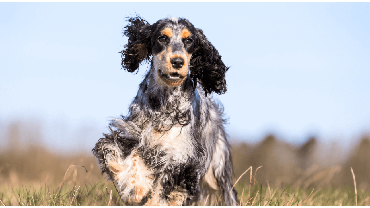 Cocker spaniel inglese (Canis lupus familiaris 'Cocker Spaniel') - Rock  Identifier