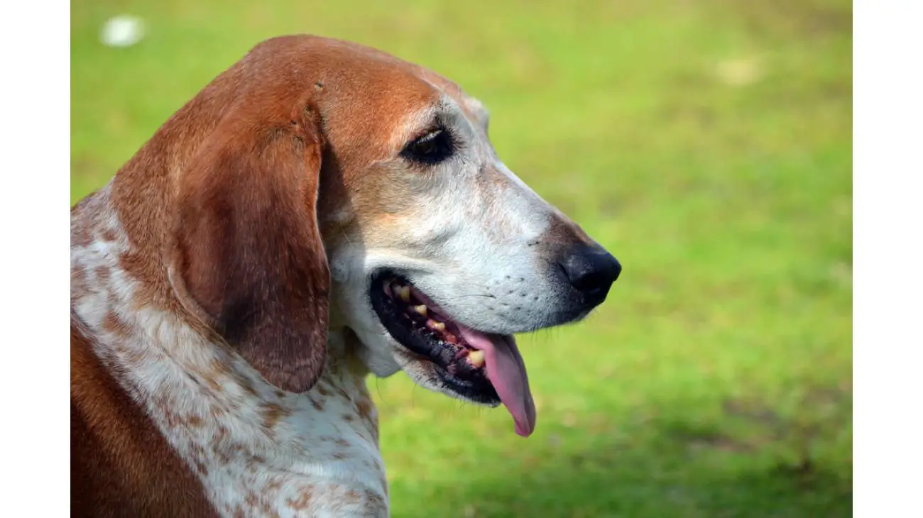 American English Coonhound 0