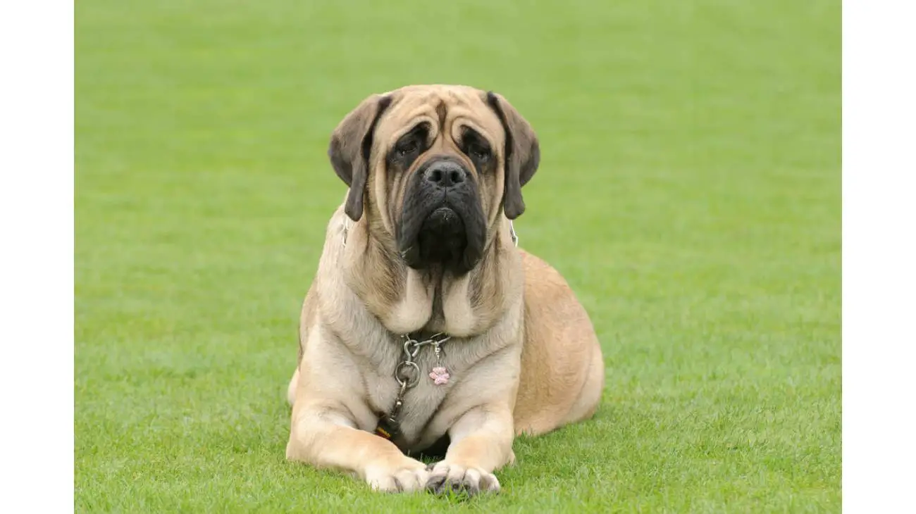 Mastiff