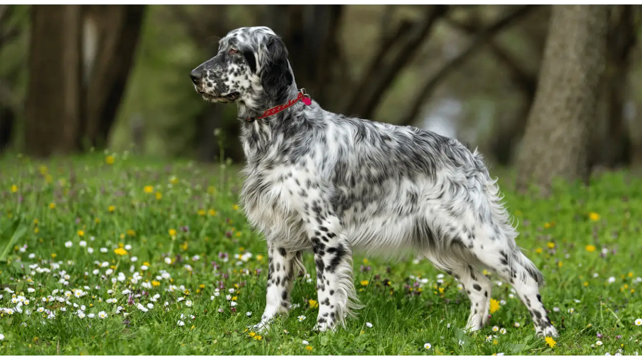 English Setter