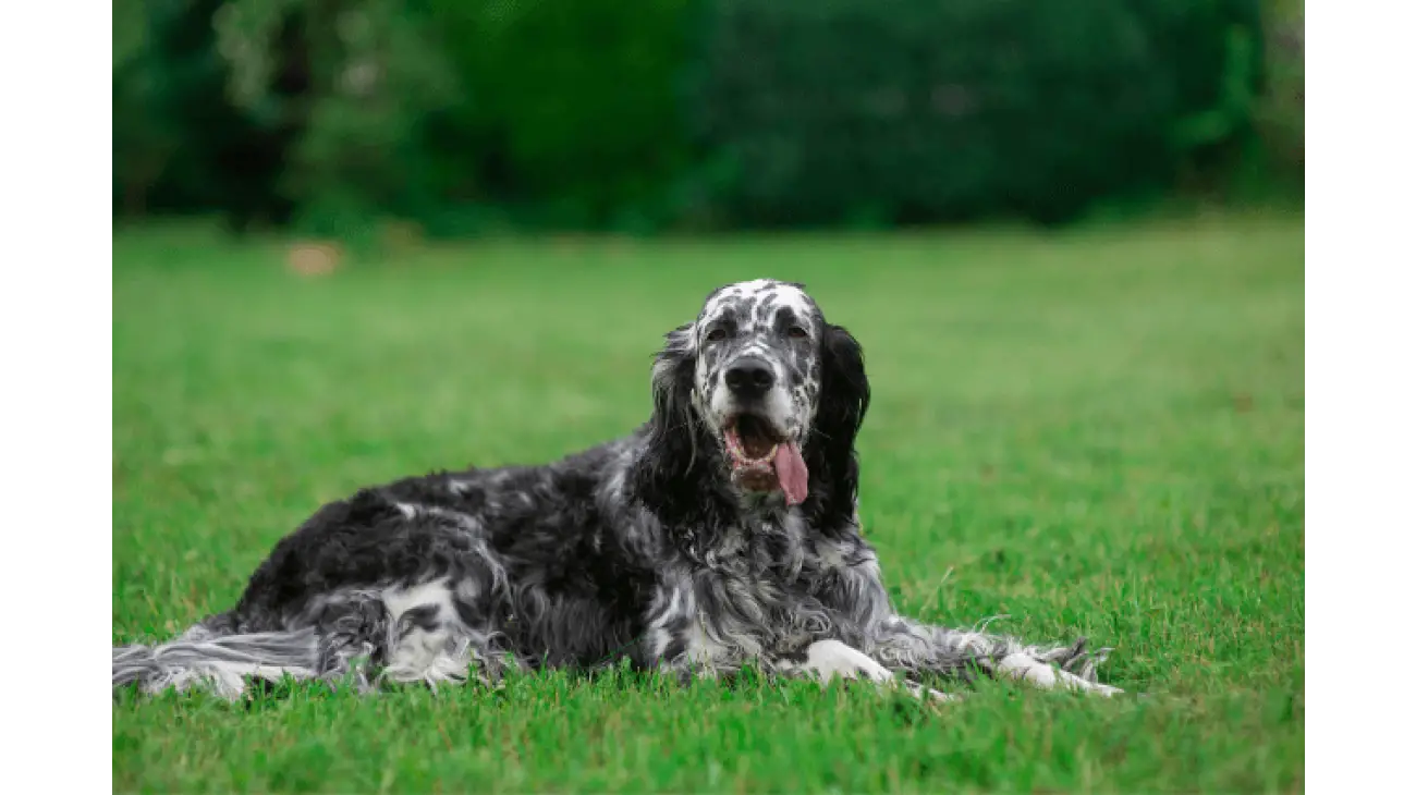 English Setter 2