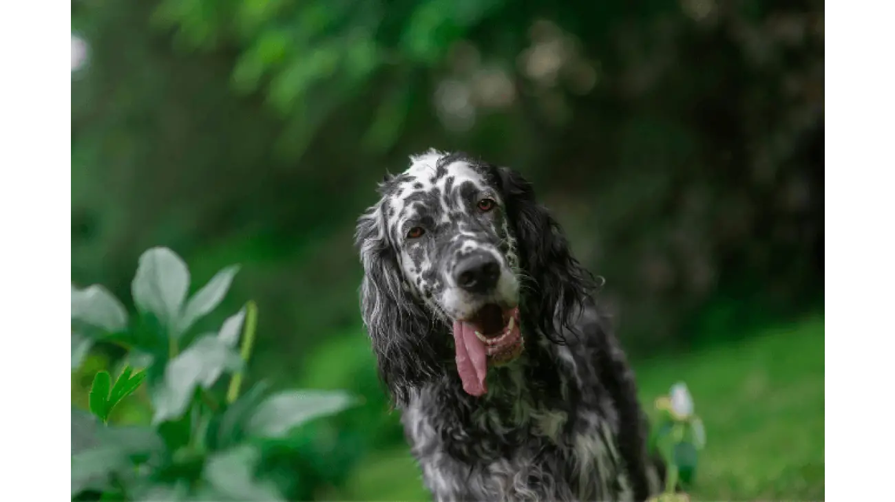 English Setter 1