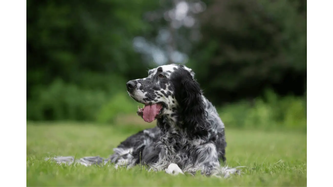 English Setter 3