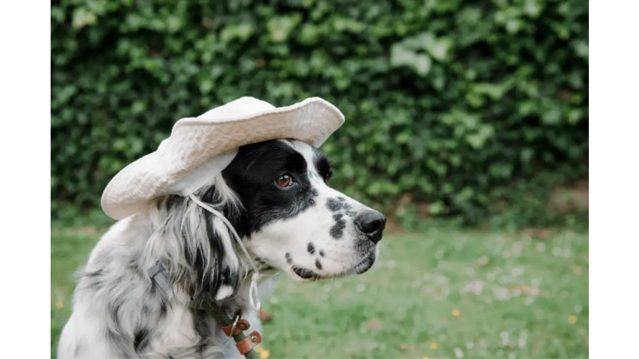 English Setter 0