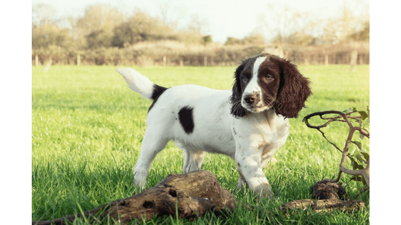 English springer best sale spaniel database