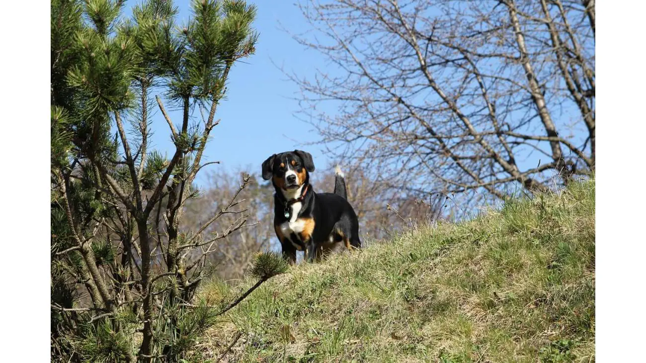 Entlebucher Mountain Dog