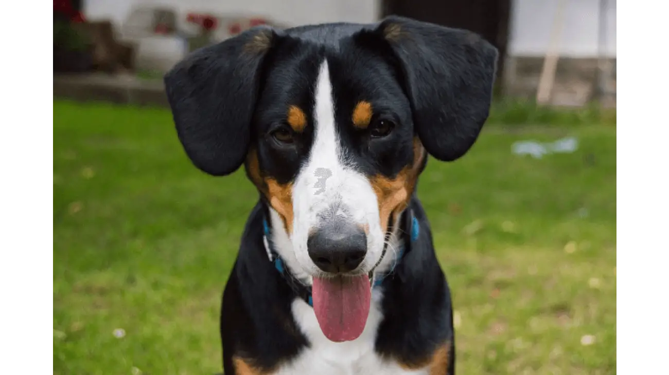 Entlebucher Mountain Dog 1