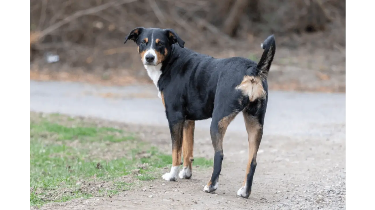 Entlebucher Mountain Dog 2