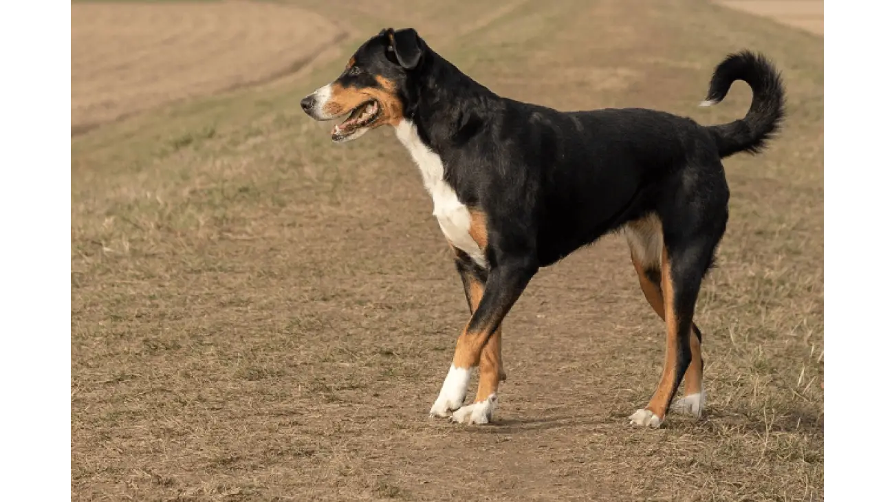 Entlebucher Mountain Dog 0