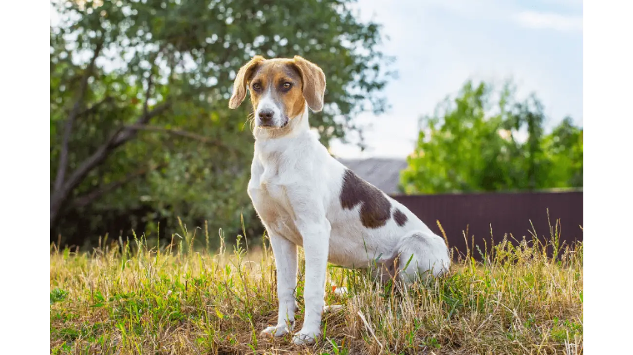 Estonian Hound 0