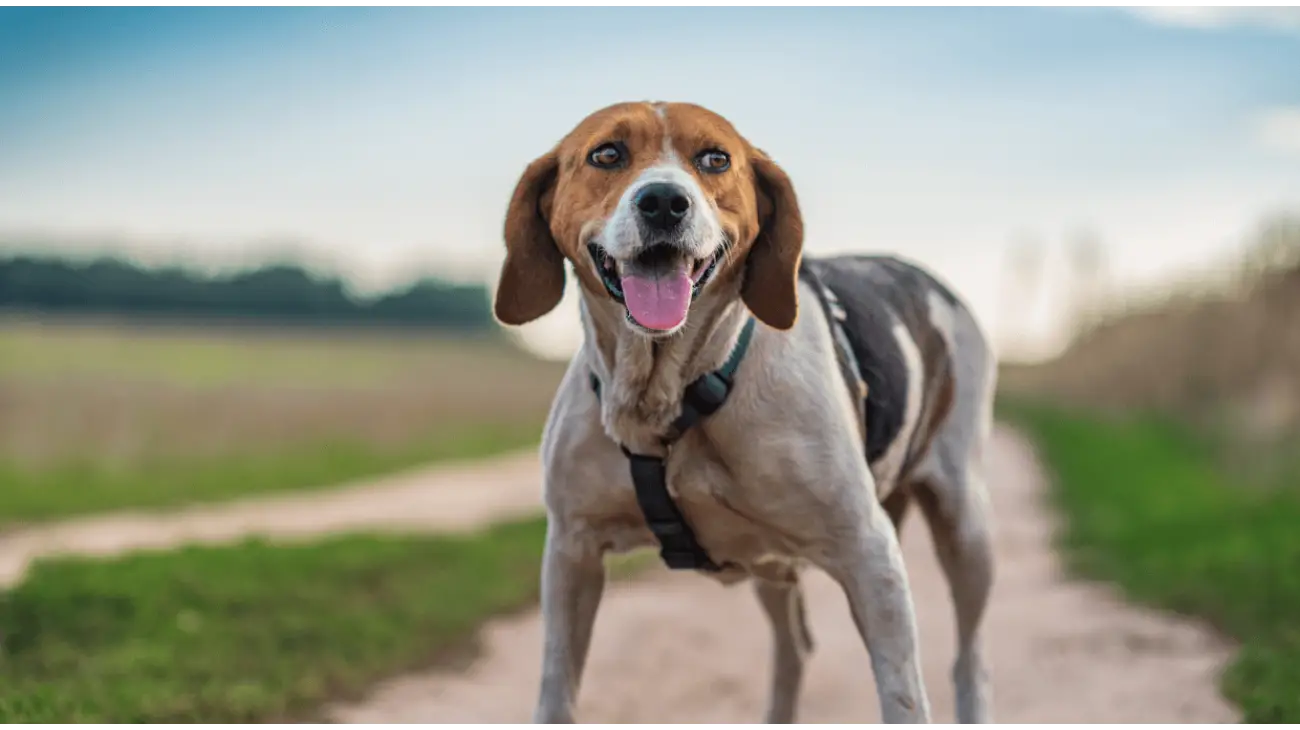 Estonian Hound