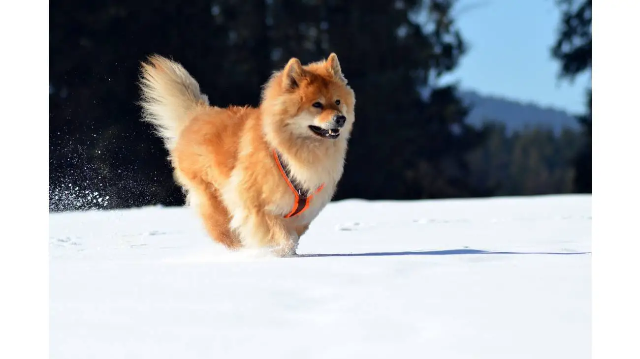 Eurasier