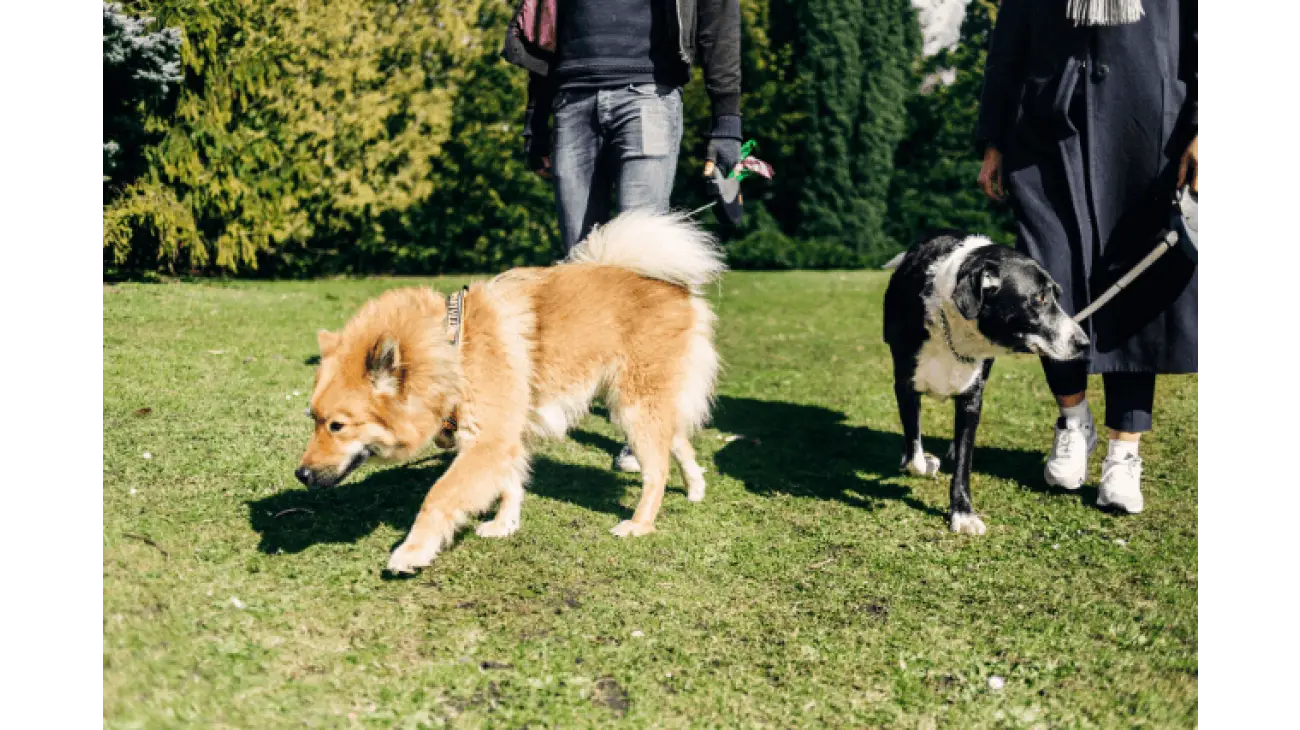 Eurasier 1