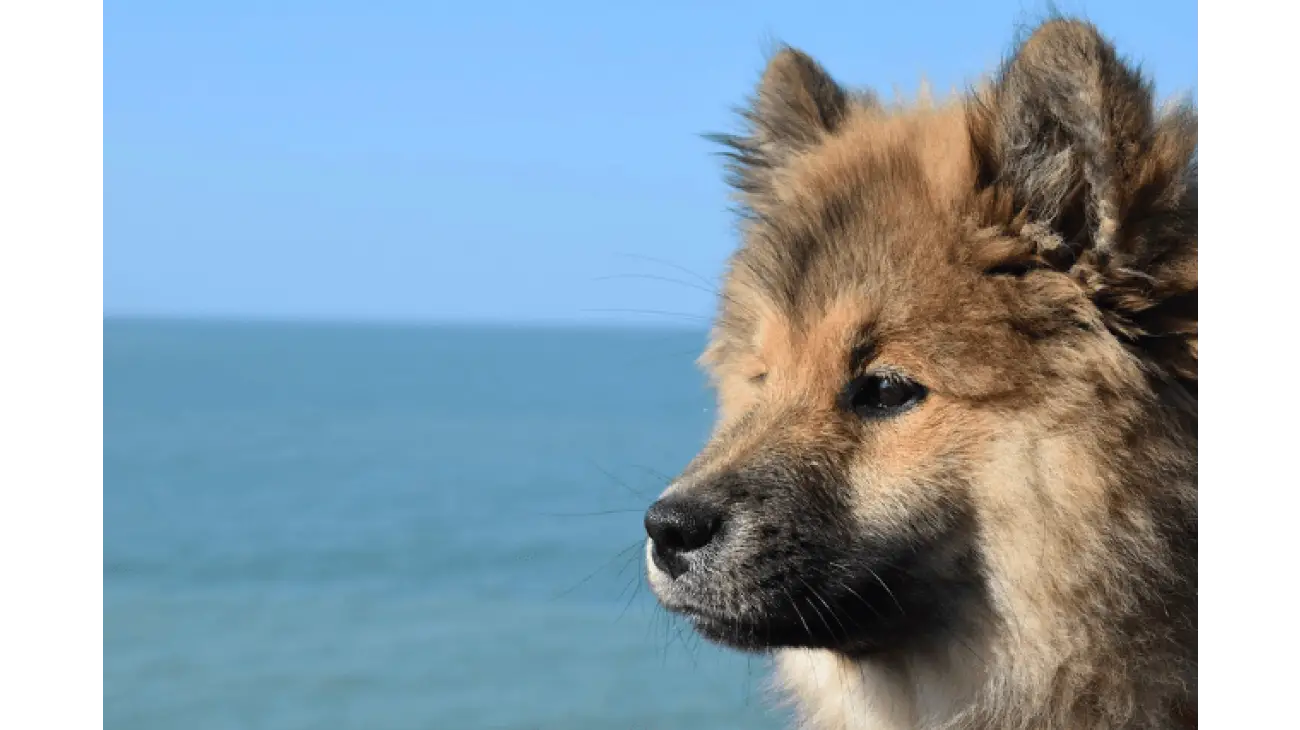 Eurasier 3