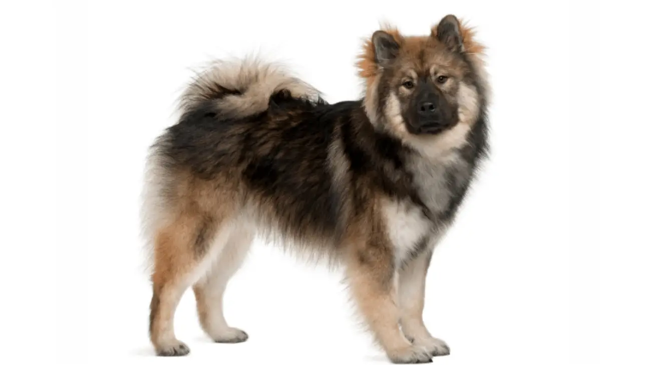 Eurasier 4