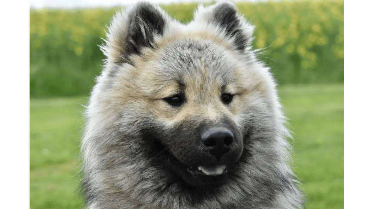 Eurasier 0