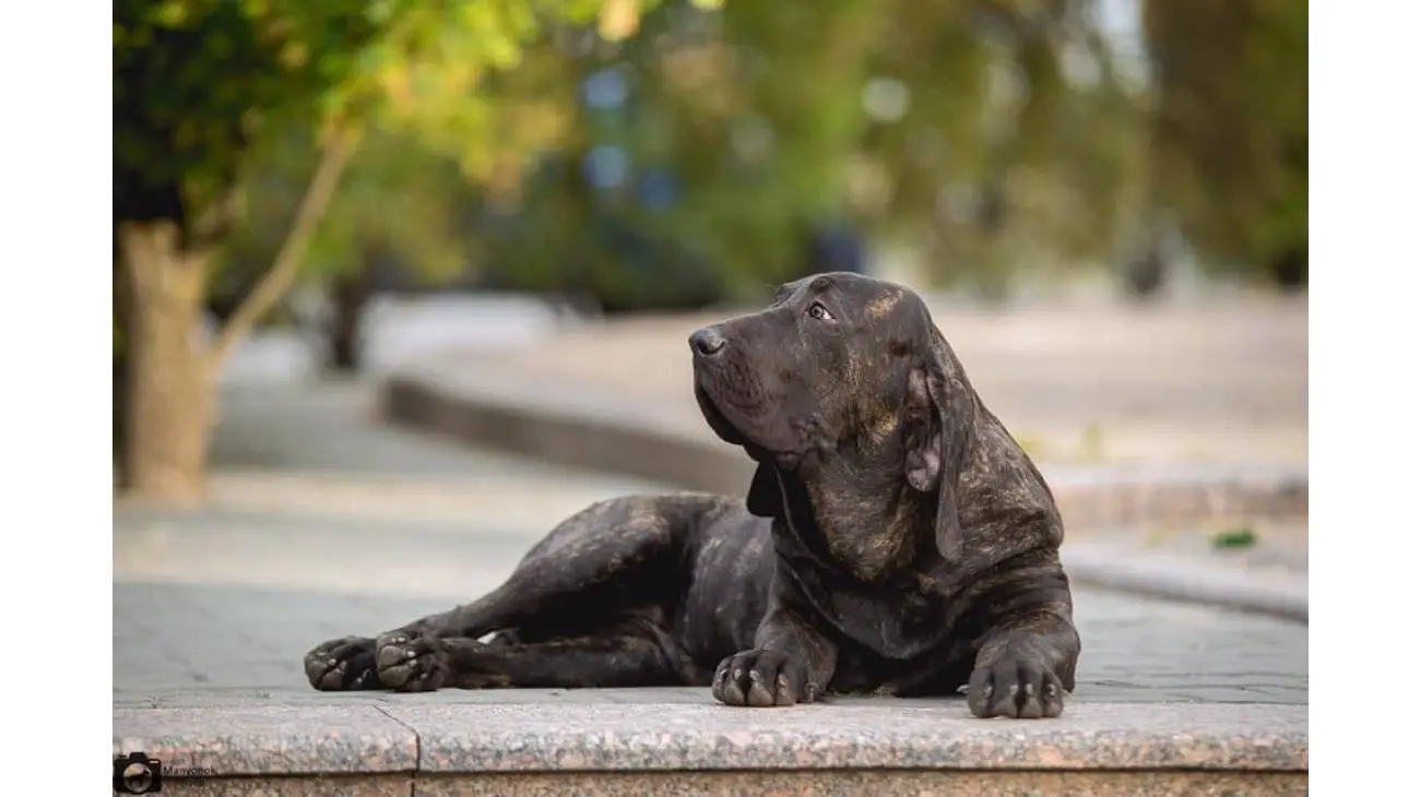 Fila Brasileiro 0