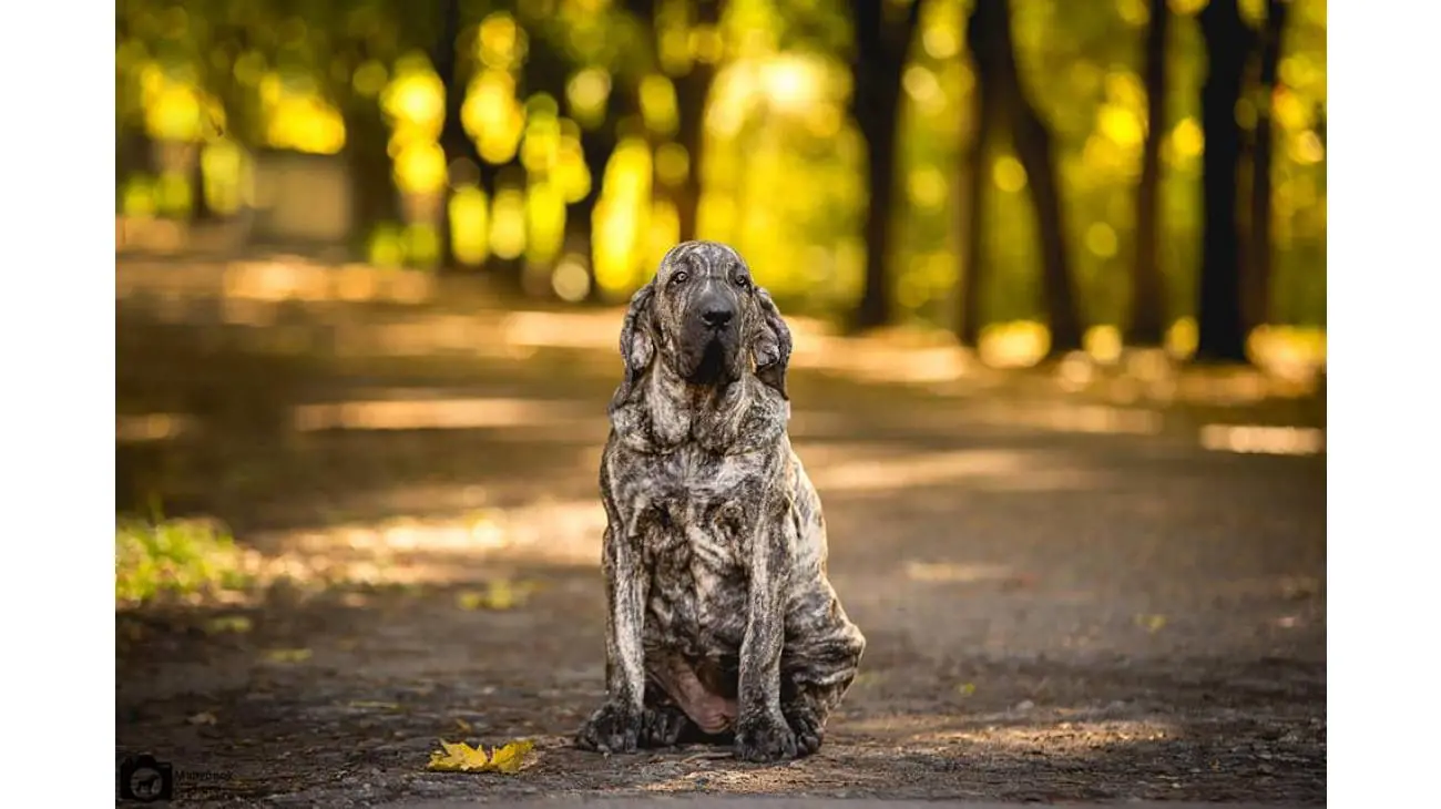 Fila Brasileiro