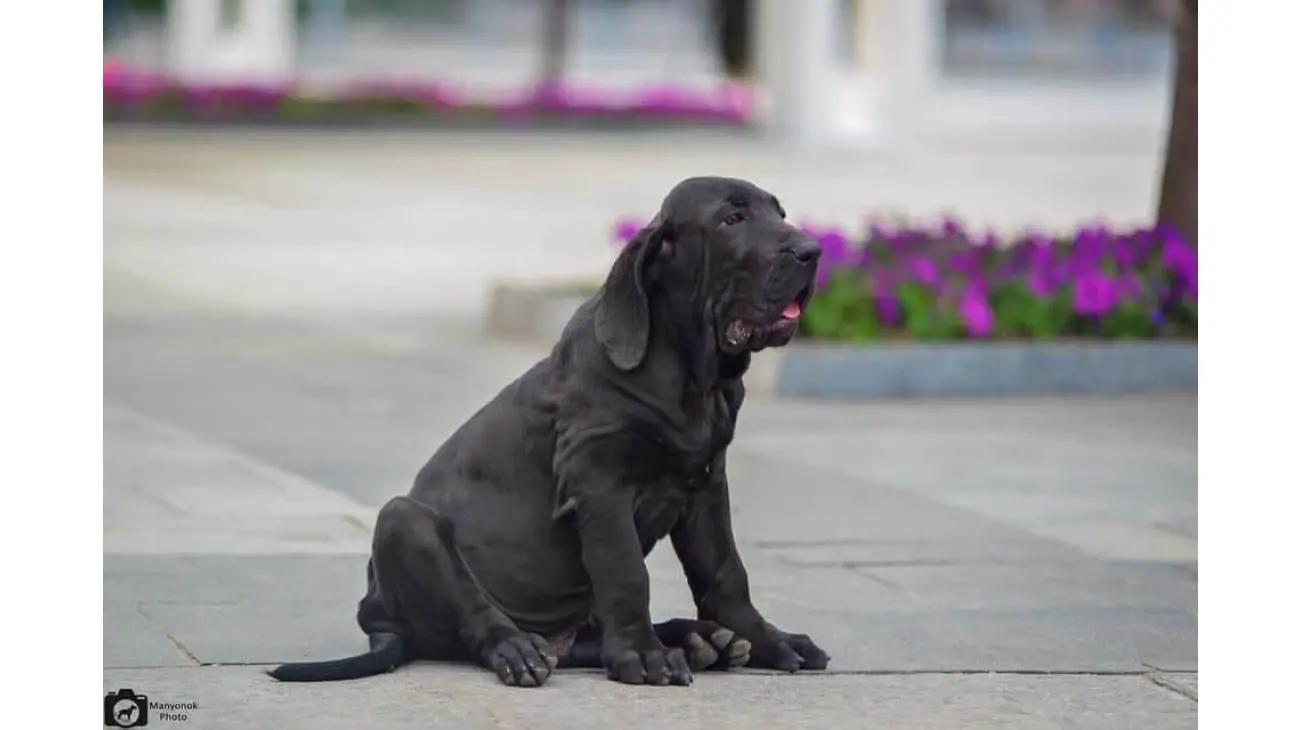 Fila Brasileiro 2