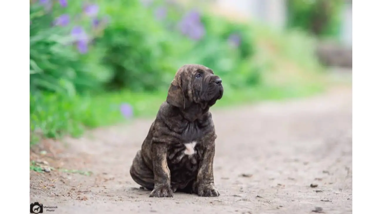 Fila Brasileiro 3