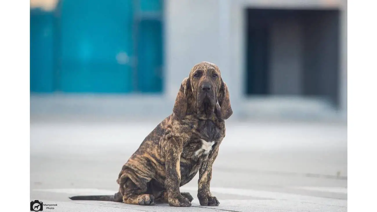 Fila Brasileiro 4