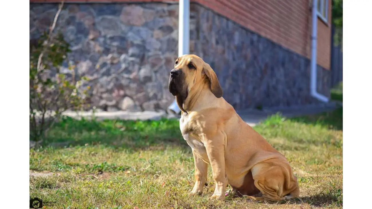 Fila Brasileiro 5