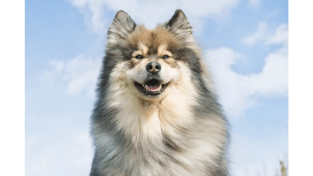 Finnish Lapphund 1