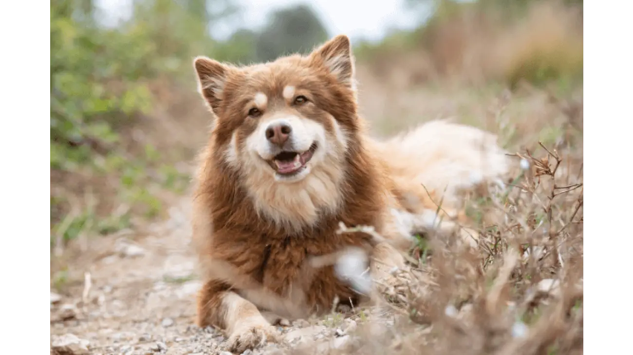 Finnish Lapphund 2