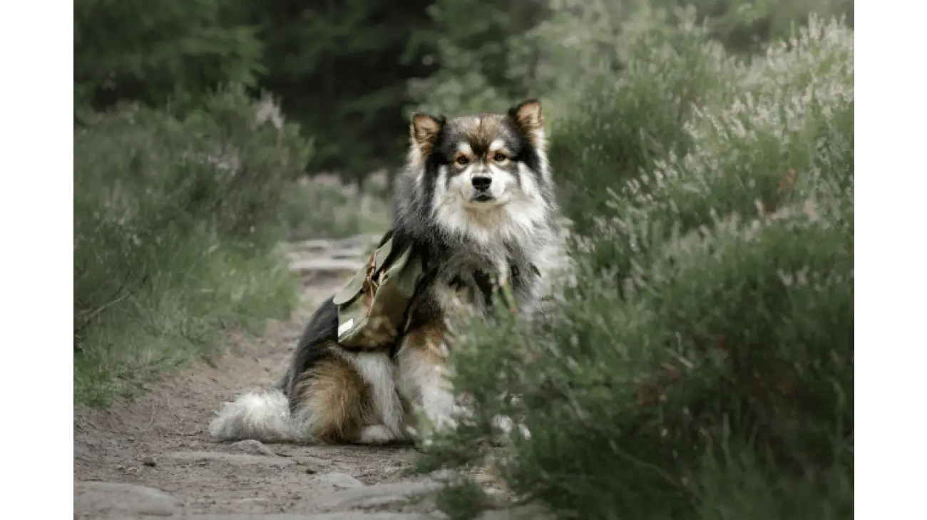 Finnish Lapphund 3