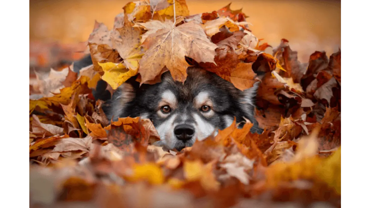 Finnish Lapphund 4