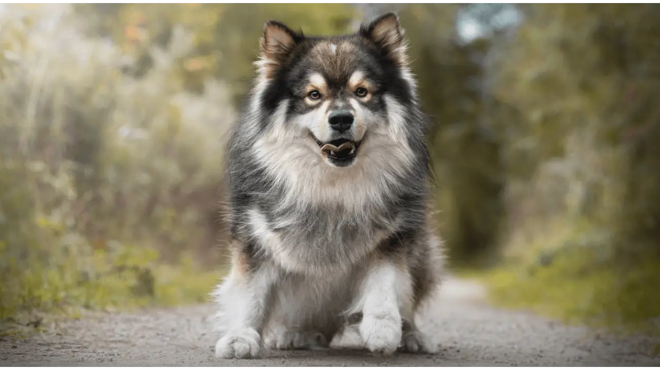 Finnish Lapphund