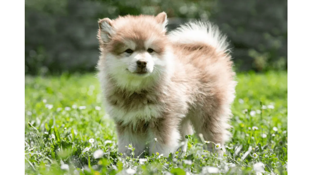 Finnish Lapphund 0