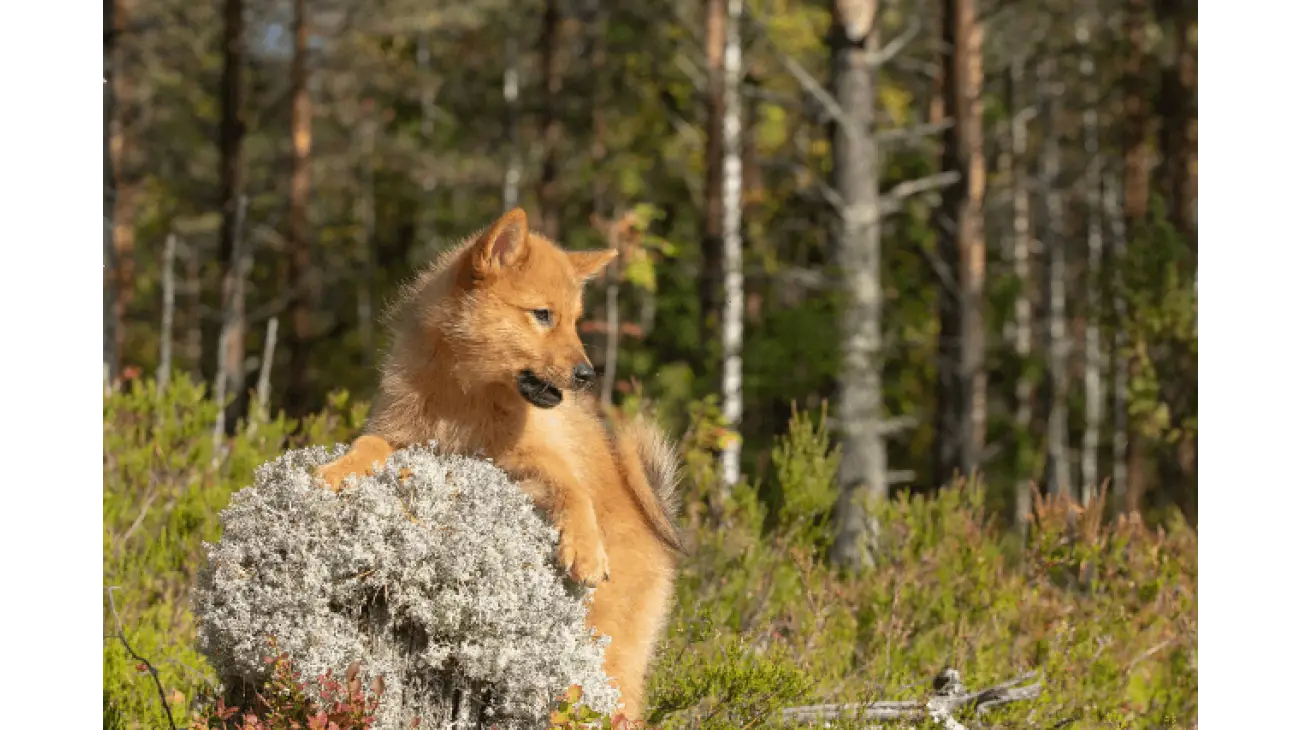 Finnish Spitz 0