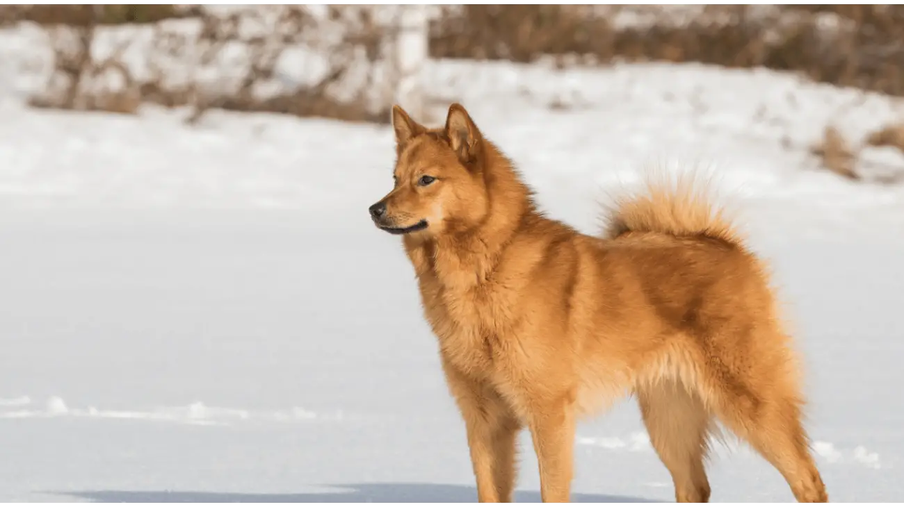 Finnish Spitz