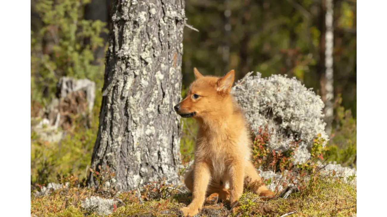 Finnish Spitz 1